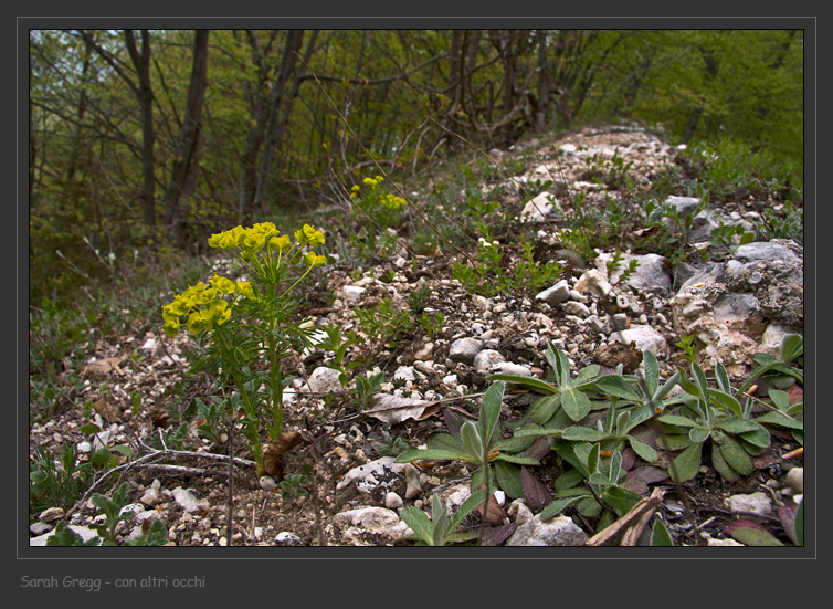 Euphorbia cyparissias dalla Majella