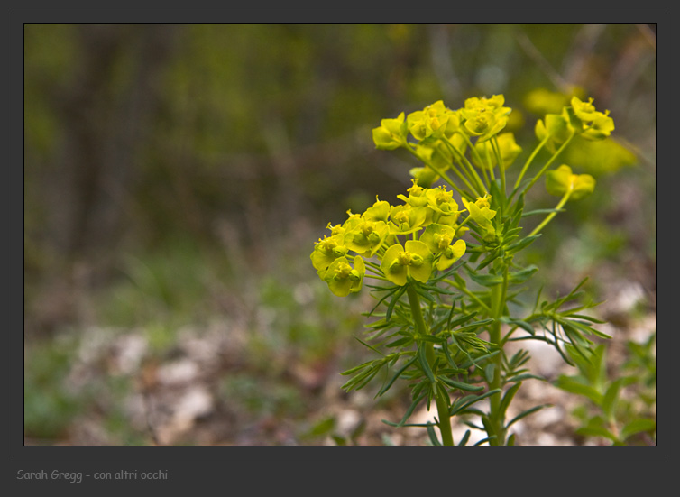 Euphorbia cyparissias dalla Majella