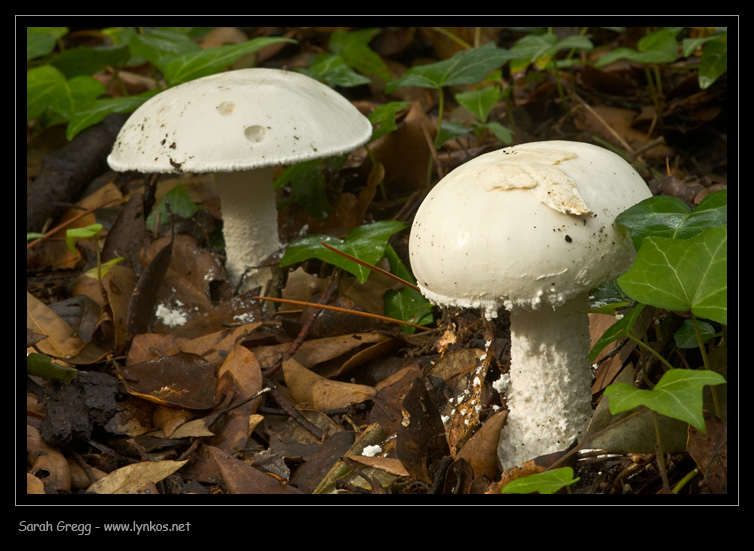 Sul litorale romano � presto, ma...