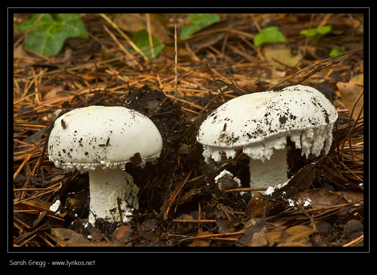 Sul litorale romano � presto, ma...