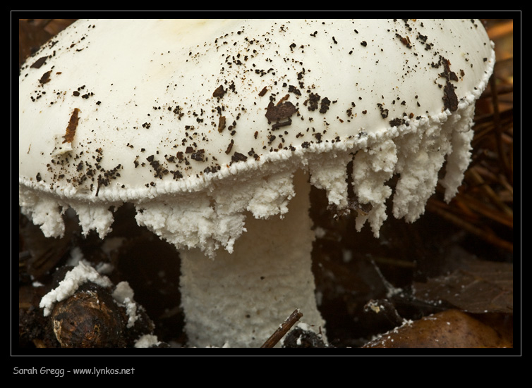 Sul litorale romano � presto, ma...