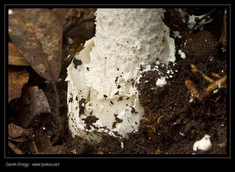 Sul litorale romano � presto, ma...