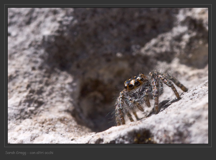 Salticidae