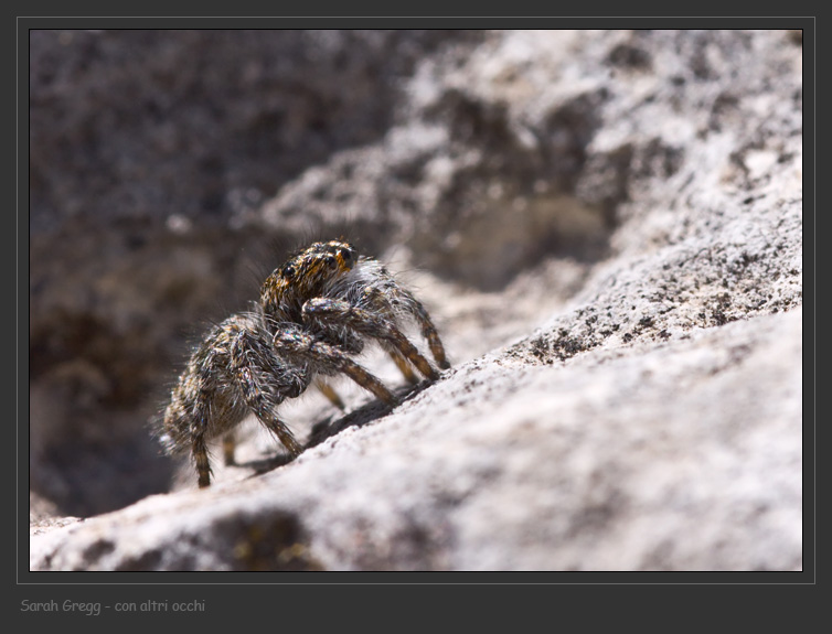 Salticidae