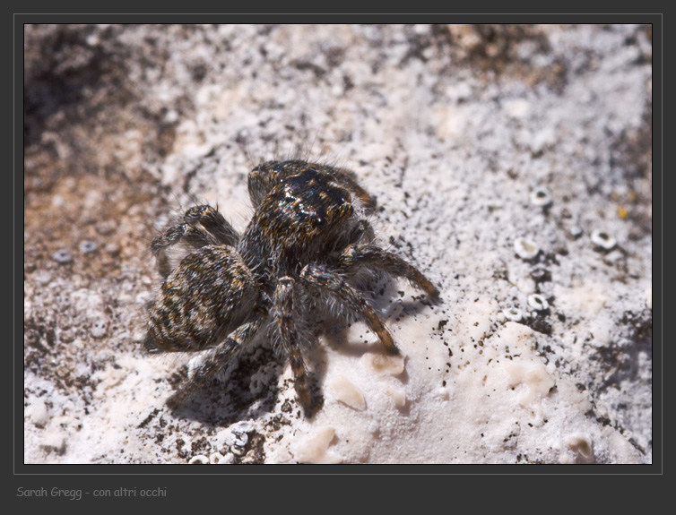 Salticidae