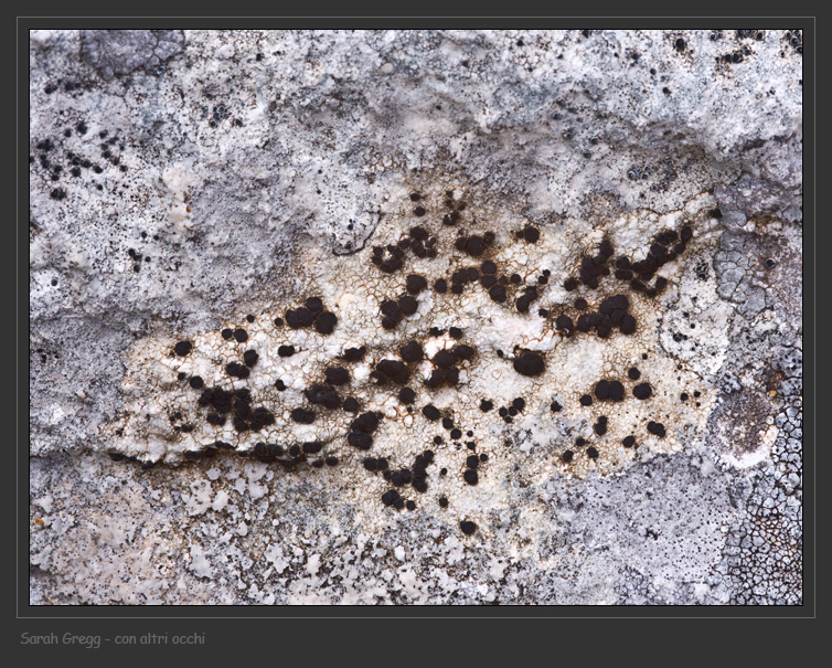 Farnoldia cf. jurana