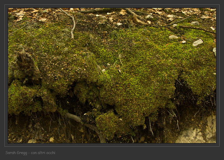 Peltigera sp.