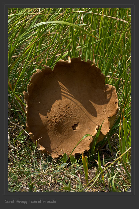 Fungo dagli alti prati (Lycoperdaceae)