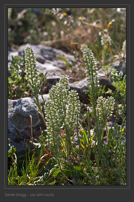 Alyssum alyssoides / Alisso annuo