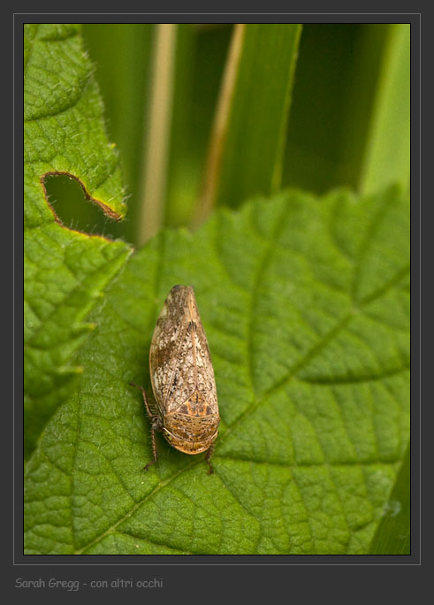 Aphrophoridae