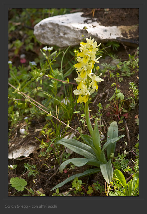 Orchis ... Tre orchidee dalla Majella