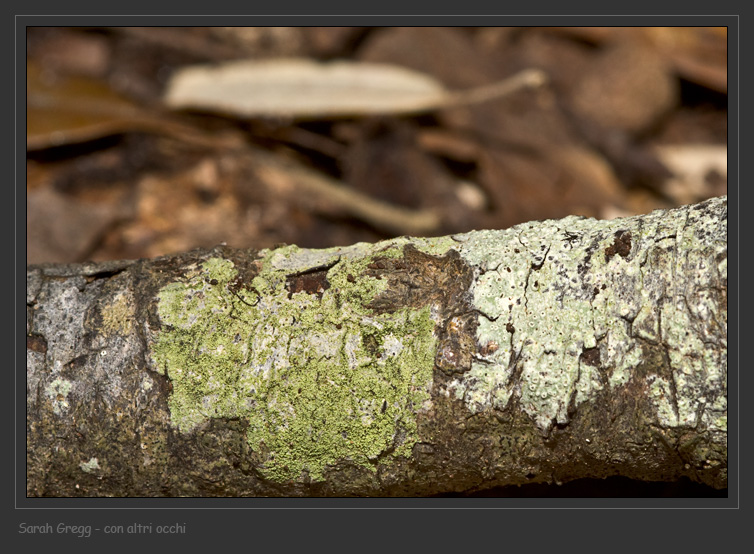 Pertusaria sp. (molto forse) dal litorale romano