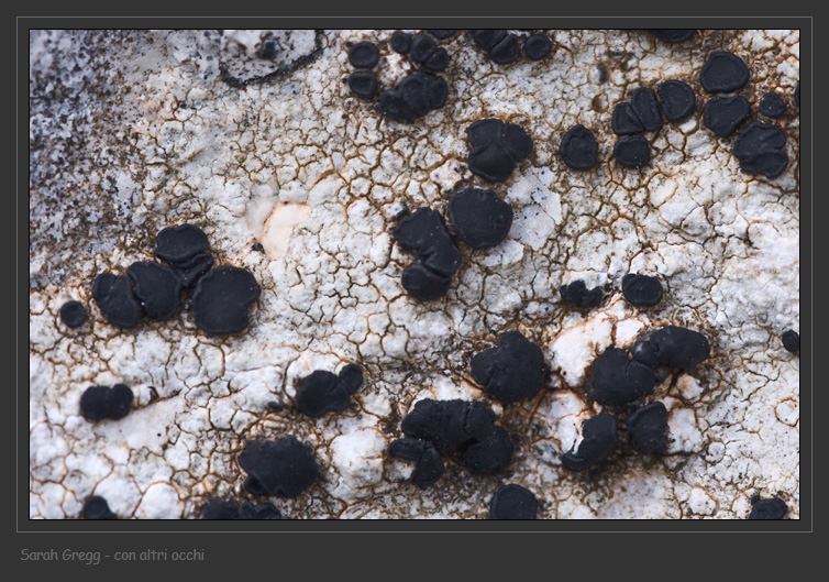 Farnoldia cf. jurana