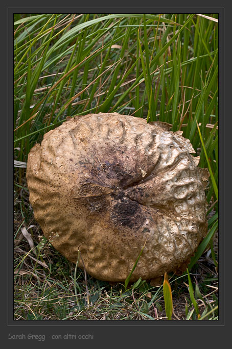 Fungo dagli alti prati (Lycoperdaceae)