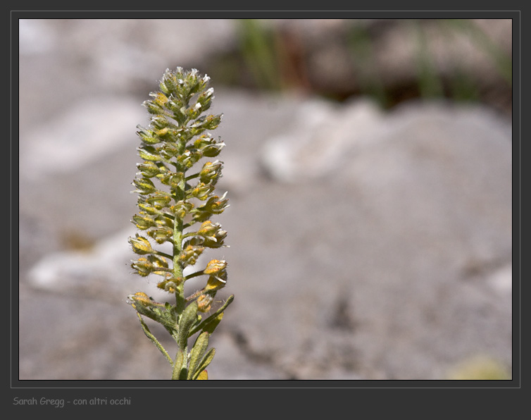Alyssum alyssoides / Alisso annuo