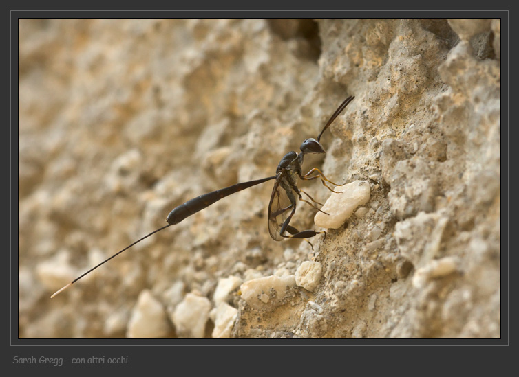 Sul muro di casa: Gasteruption sp. (Gasteruptiidae).