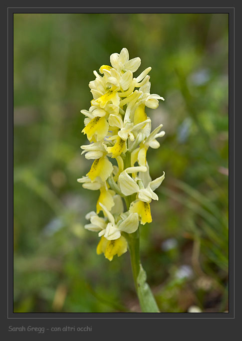 Orchis ... Tre orchidee dalla Majella