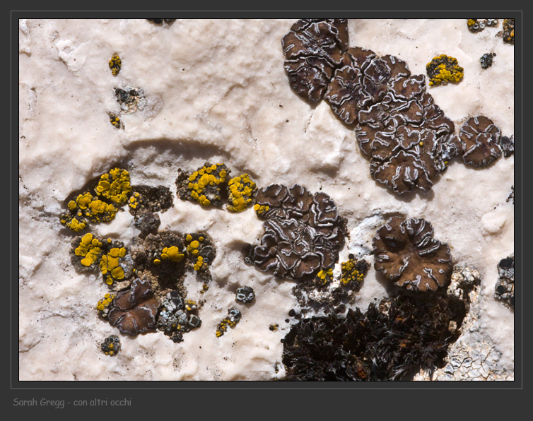 Candelariella plumbea e Acarospora cervina