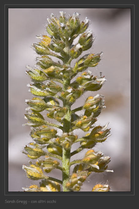 Alyssum alyssoides / Alisso annuo