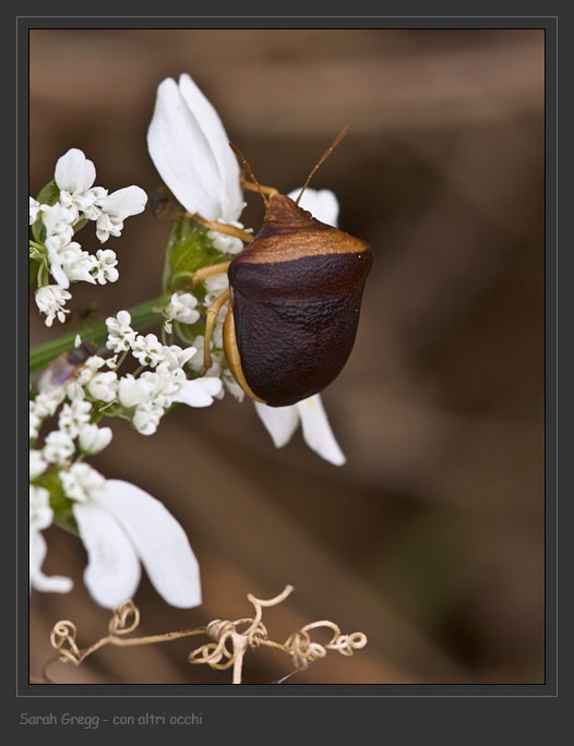 Pentatomidae: Ventocoris (Ventocoris) rusticus