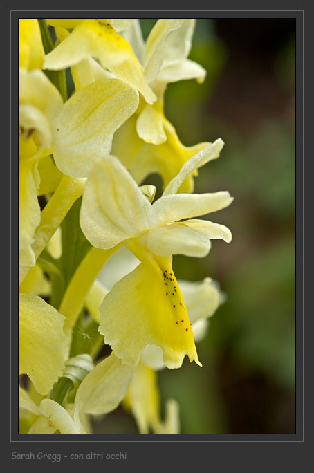 Orchis ... Tre orchidee dalla Majella