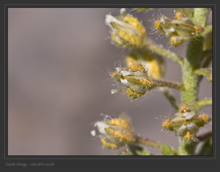 Alyssum alyssoides / Alisso annuo