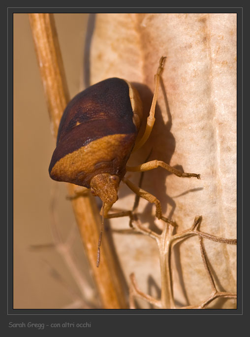 Pentatomidae: Ventocoris (Ventocoris) rusticus
