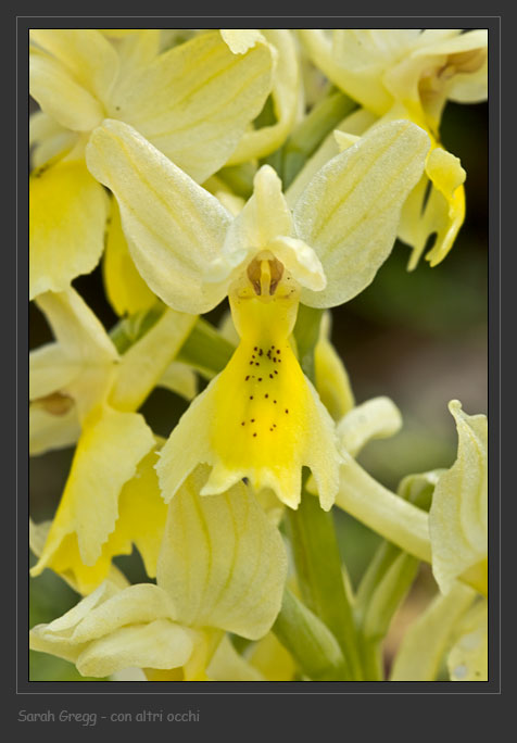 Orchis ... Tre orchidee dalla Majella