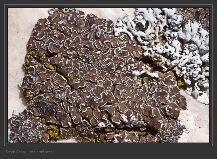 Candelariella plumbea e Acarospora cervina