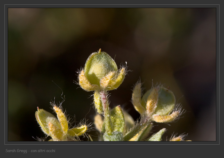 Alyssum alyssoides / Alisso annuo