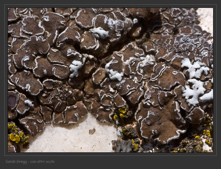 Candelariella plumbea e Acarospora cervina