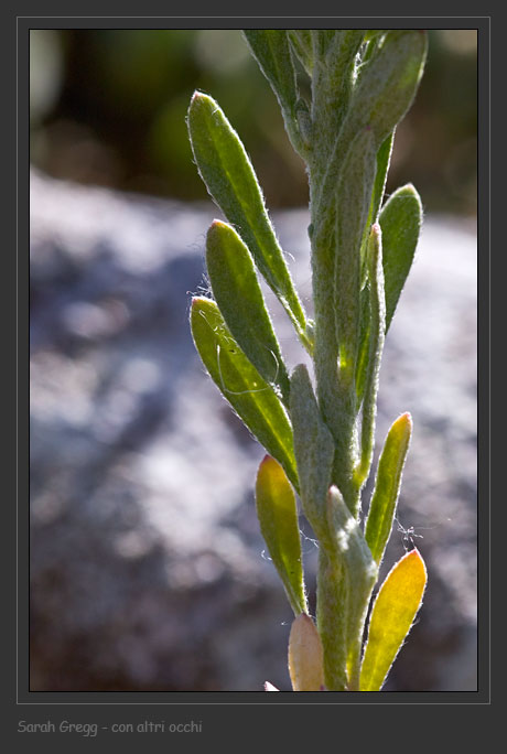Alyssum alyssoides / Alisso annuo