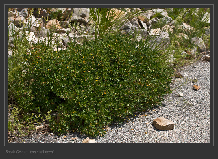 Daphne oleoides / Dafne spatolata