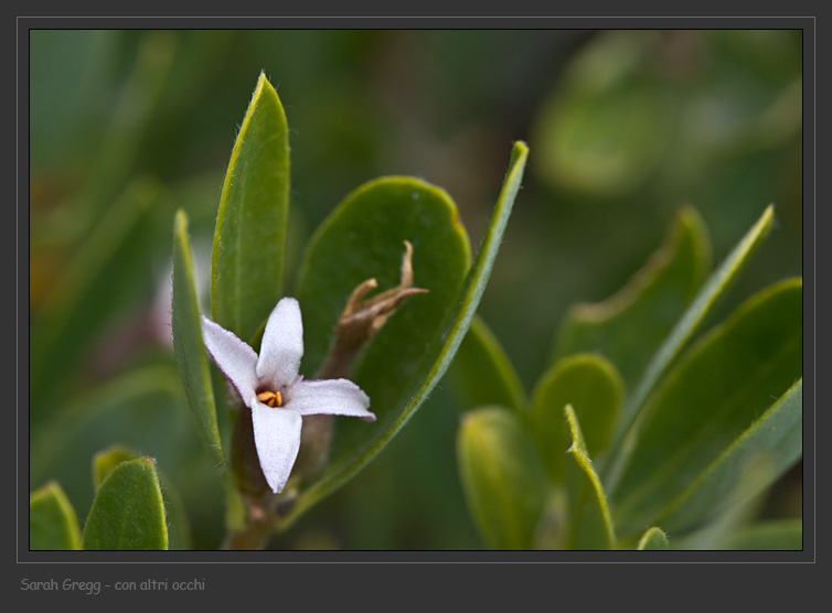 Daphne oleoides / Dafne spatolata