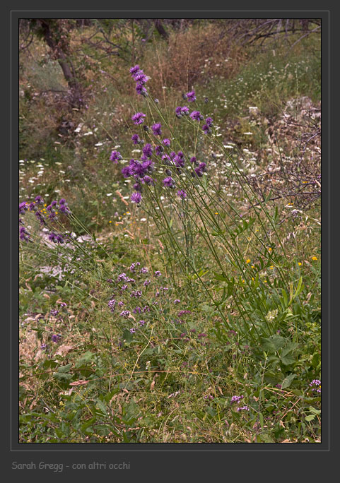 Centaurea scabiosa / Fiordaliso vedovino