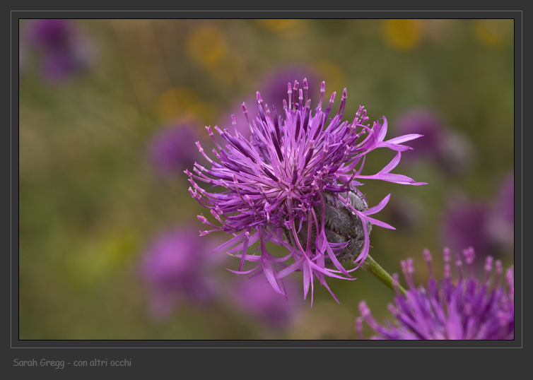 Centaurea scabiosa / Fiordaliso vedovino