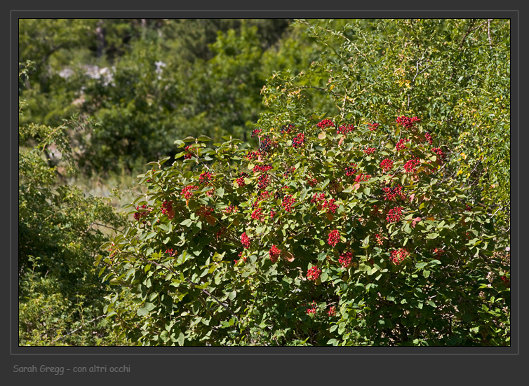 Viburnum lantana e un traguardo felice/triste