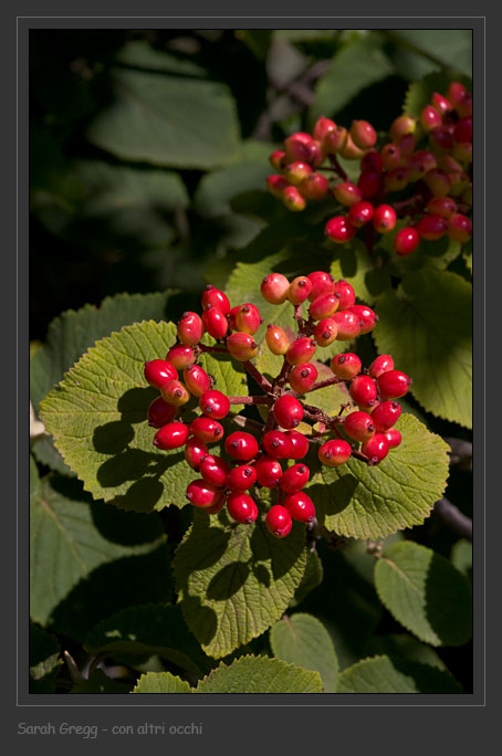Viburnum lantana e un traguardo felice/triste
