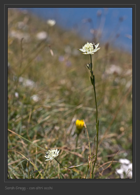 Astrantia pauciflora / Astranzia degli Appennini