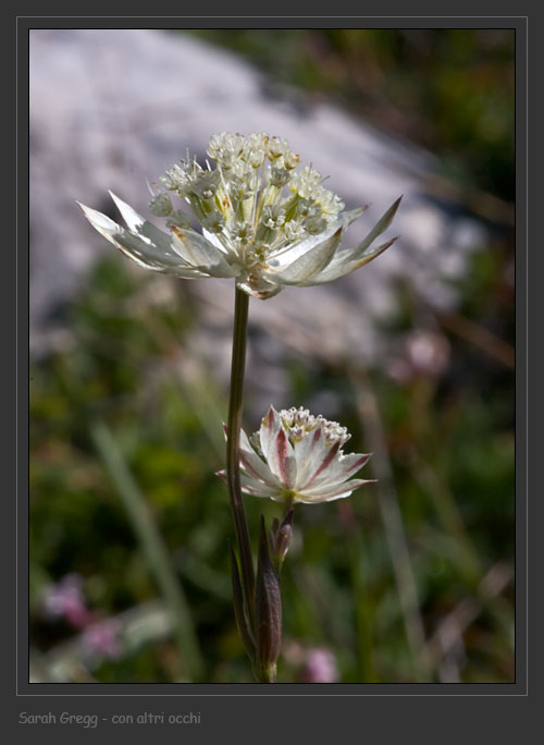 Astrantia pauciflora / Astranzia degli Appennini