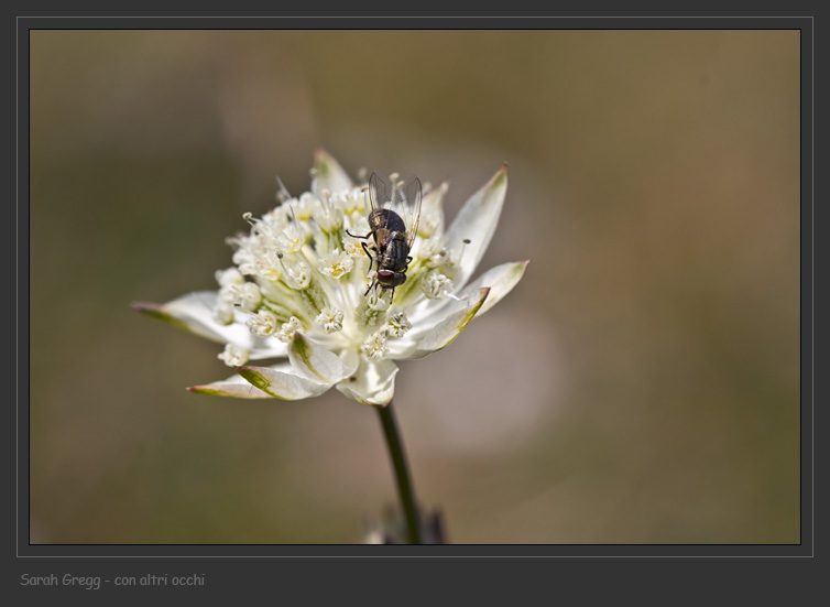 Astrantia pauciflora / Astranzia degli Appennini
