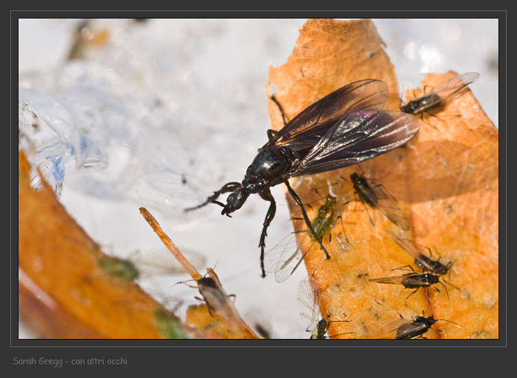 La Signora dei ghiacci (Dilophus cf. febrilis)