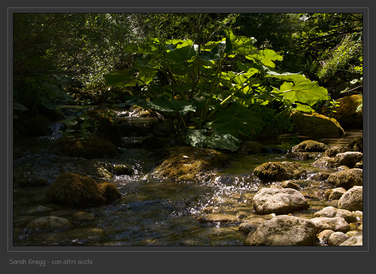 Dove vanno le alghe di acqua dolce?