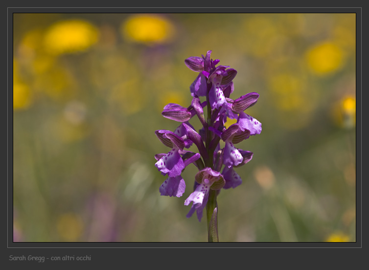 Orchis ... Tre orchidee dalla Majella