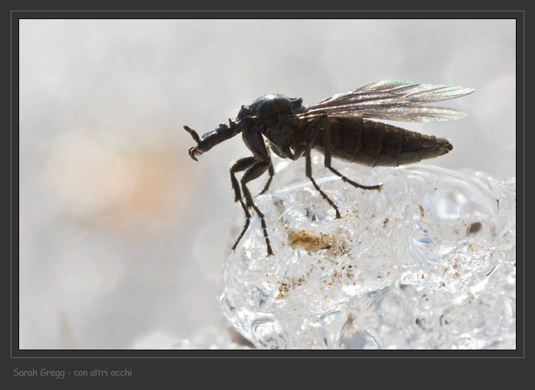 La Signora dei ghiacci (Dilophus cf. febrilis)