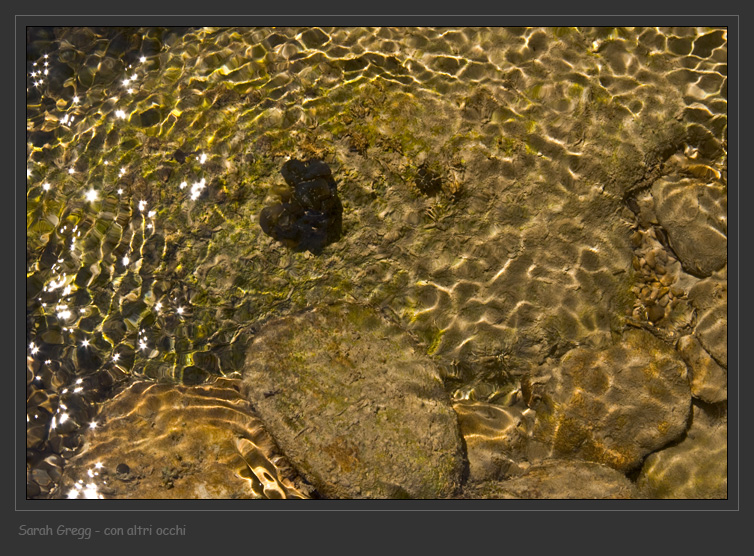 Dove vanno le alghe di acqua dolce?