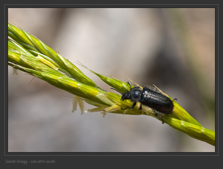 E'' per caso Enicopus pilosus?