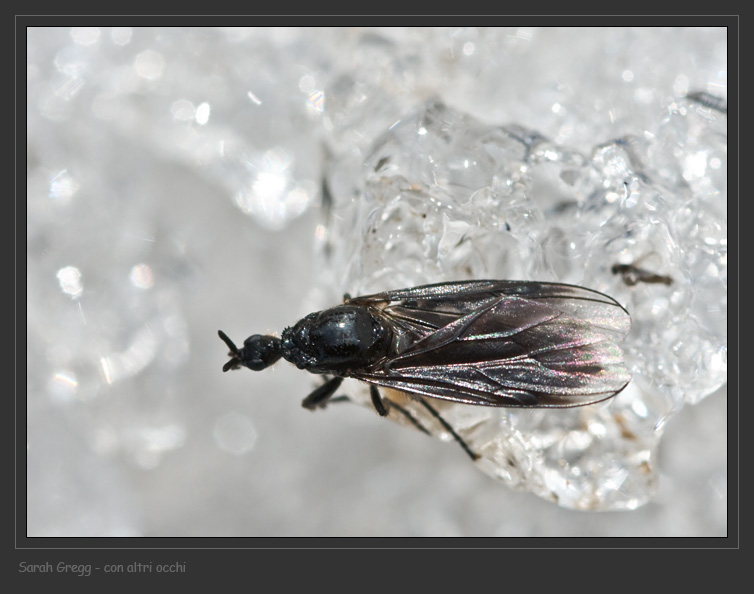 La Signora dei ghiacci (Dilophus cf. febrilis)