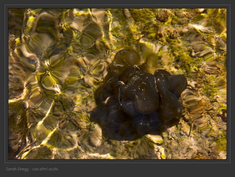 Dove vanno le alghe di acqua dolce?