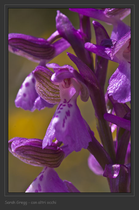 Orchis ... Tre orchidee dalla Majella